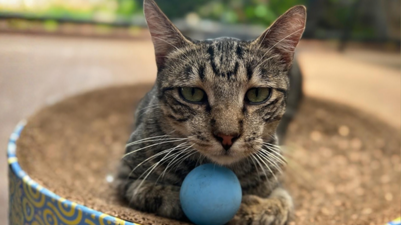 Pet of the Week: Puka